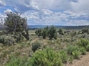 Beautiful Property Views with Nice Trees