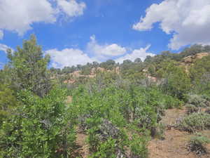 Lots of Trees on Back of Property