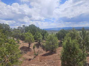 Lots of Trees on Back of Property
