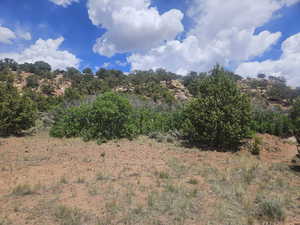 Lots of Trees on Back of Property