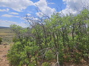 Lots of Trees on Back of Property