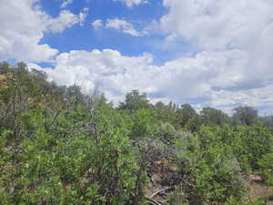 Lots of Trees on Back of Property