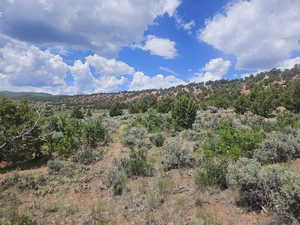 Lots of Trees on Back of Property