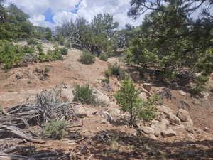 Lots of Trees on Back of Property