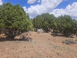 Lots of Trees on Back of Property