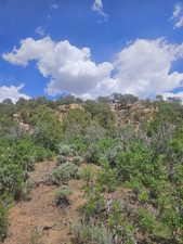 Lots of Trees on Back of Property