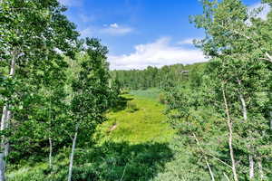 View of tree filled area