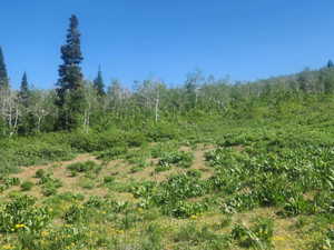 View of woods
