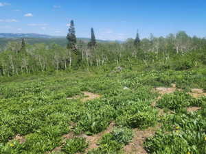 View of wooded area