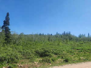 View of woods