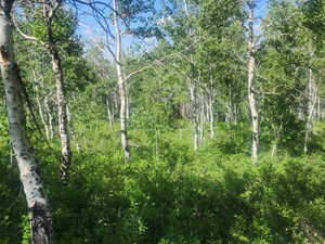 View of tree filled area