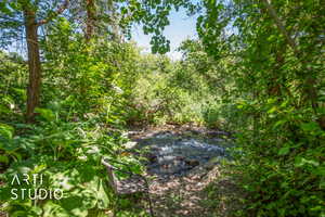 View of local wilderness