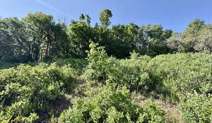 View of woods
