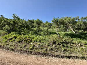 View of local wilderness