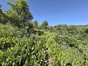 View of local wilderness