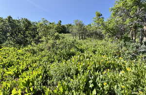 View of local wilderness