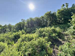 View of wooded area