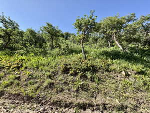 View of nature