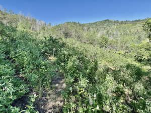 View of wooded area