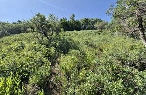 View of tree filled area