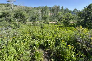 View of local wilderness