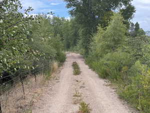Tall natural trees line entrance road