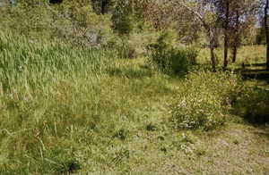 Talk mature trees and pasture