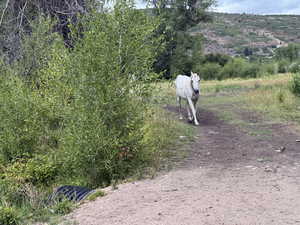 Large private, secluded building plot