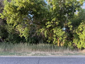 View of local wilderness