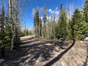 View of road with a forest view