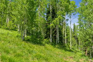 View of local wilderness