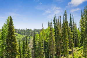 View of tree filled area
