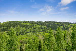 View of wooded area