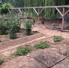 View of yard featuring a garden