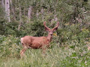 View of local wilderness