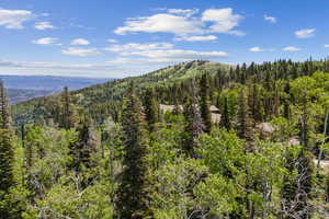 View of mountain background with a heavily wooded area