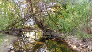 View of local wilderness