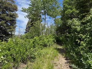 View of local wilderness