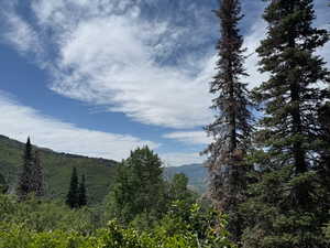 Mountain view with a heavily wooded area