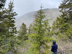 View of mountain background