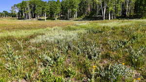 View of undeveloped land