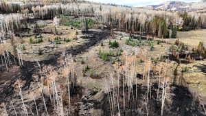 Mountain view with a forest