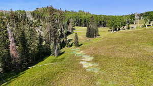 Bird's eye view of a forest