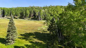 Aerial view of a heavily wooded area