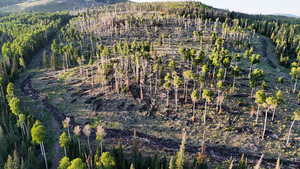 View of mountain backdrop featuring a heavily wooded area