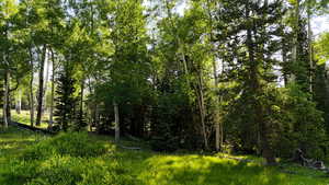 View of nature