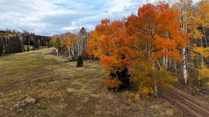 View of yard featuring a wooded view