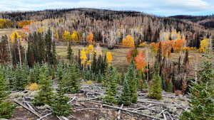 View of mountain backdrop with a forest