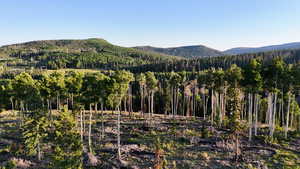 View of mountain background with a forest