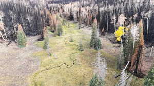 Drone / aerial view of a forest
